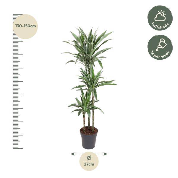 Drachenbaum Dracaena Warneckei Zimmerpflanze Ø27cm ↕140cm – pflegeleichte Grünpflanze für Wohnzimmer, Büro & helle Standorte kaufen – Plant