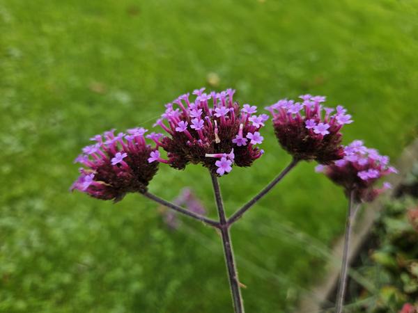 Verbena bonariensis – Patagonisches Eisenkraut – Lila Blüten – Schmetterlings – & Bienenfreundlich – Pflegeleicht & Winterhart – Plant