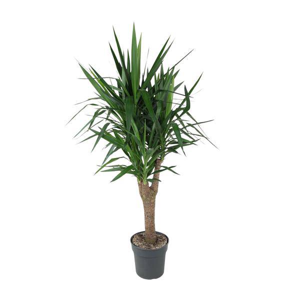 Palmlilie Yucca Elephantipes – Zimmerpflanze – Ø31cm – ↕150cm – Robuste, pflegeleichte Grünpflanze für Innen & Außen – Plant