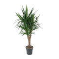Palmlilie Yucca Elephantipes – Zimmerpflanze – Ø31cm – ↕150cm – Robuste, pflegeleichte Grünpflanze für Innen & Außen – Plant