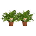 Blechnum Silver Lady – Zwerg – Baumfarn – 2 Zimmerpflanzen – Ø17cm – Höhe ca. 50cm – Eleganter Farn mit gefiederten Blättern – Plant