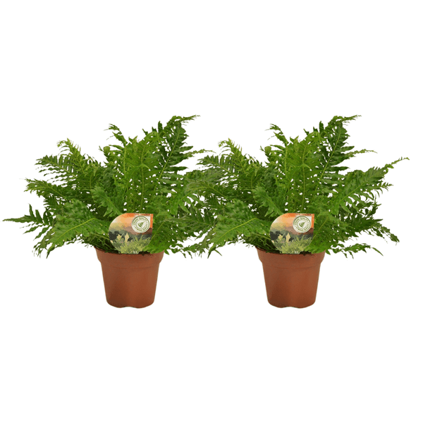 Blechnum Silver Lady – Zwerg – Baumfarn – 2 Zimmerpflanzen – Ø17cm – Höhe ca. 50cm – Eleganter Farn mit gefiederten Blättern – Plant