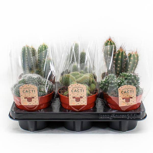 Kaktus Mix – 6 Kakteen – Zimmerpflanzen – Ø12cm – Ca. 20cm hoch – Bunte Auswahl an Kakteen mit verschiedenen Formen – Pflegeleicht & sonnig – Plant