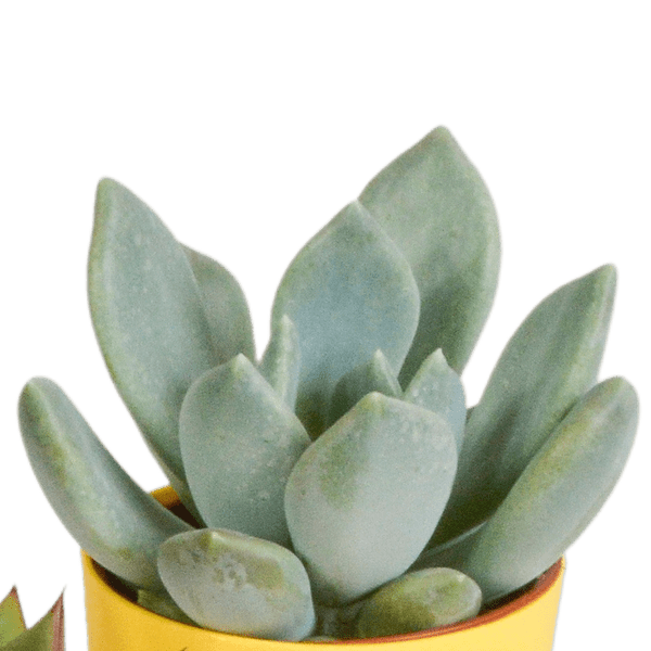 Sukkulenten Mix 5 Pflanzen Ø5,5cm – pflegeleichtes Pflanzen Set für Urban Jungle, Fensterbank, Wohnzimmer & Büro – Plant