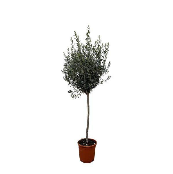 Olivenbaum Gartenpflanze Ø24cm ↕160cm – Pflanze für Garten, Balkon, Terrasse, Kübel & Beet online kaufen – Plant