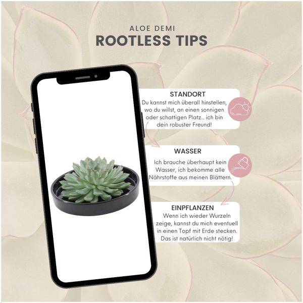 Sukkulente – Echeveria pulidonis ROOTLESS – Ø20cm Schale Schwarz – Zimmerpflanze ohne Wurzeln – Pflegeleichte Schnitt – Plant
