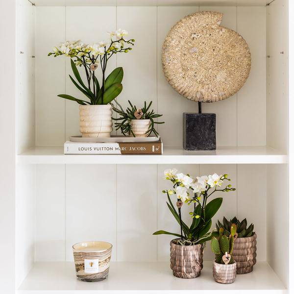 Marmor – Topf Dunkel – Ø6cm – Keramik Blumentopf mit edler Marmoroptik – Mini Dekotopf für kleine Zimmerpflanzen, Sukkulenten & Kakteen – Plant