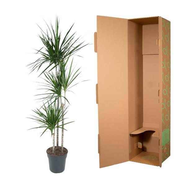 Drachenbaum Zimmerpflanze Ø24cm ↕160cm – pflegeleichte Grünpflanze für Wohnzimmer, Büro & helle Standorte kaufen – Plant