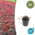 Acaena microphylla 'Kupferteppich' – Braunrotes Stachelnüsschen – Bodendecker Ø9cm ↕10-25cm – Pflegeleicht & winterhart – Plant