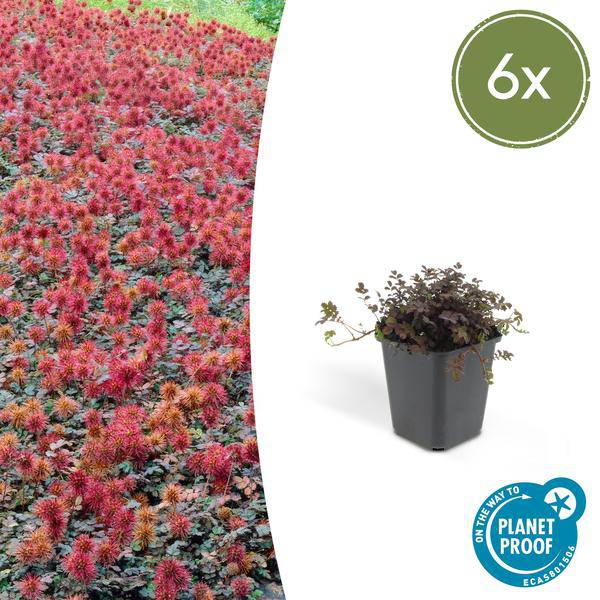 Acaena microphylla 'Kupferteppich' – Braunrotes Stachelnüsschen – Bodendecker Ø9cm ↕10-25cm – Pflegeleicht & winterhart – Plant