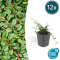 Cotoneaster prostratus 'Streibs Findling' – Zwergmispel – Ø9cm – ↕10-25cm – Robuster Bodendecker – Plant