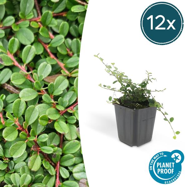 Cotoneaster prostratus 'Streibs Findling' – Zwergmispel – Ø9cm – ↕10-25cm – Robuster Bodendecker – Plant