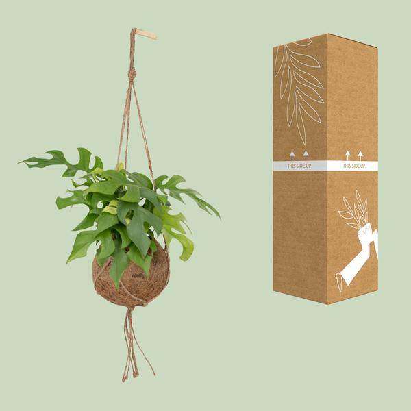 Lochpflanze Monstera Minima Zimmerpflanze Ø15cm ↕25cm – pflegeleichte Grünpflanze für Wohnzimmer, Büro & helle Standorte kaufen – Plant
