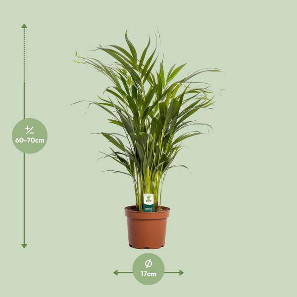 Goldfruchtpalme Dypsis lutescens Zimmerpflanze Ø17cm ↕65cm – tropische Grünpflanze für Wohnzimmer, Büro & helle Standorte kaufen – Plant