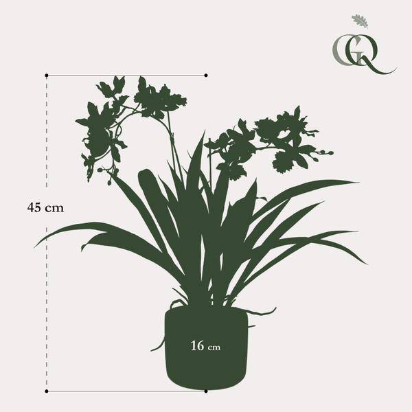 Künstliche Pflanze Orchidee – Bordeaux – 45cm – Täuschend echte Kunstorchidee im Topf – Dekoblume für Wohnzimmer, Büro & Esstisch – Plant