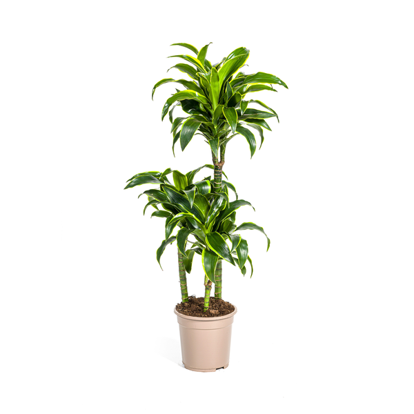 Dracaena Deremensis Dorado – Drachenbaum – Zimmerpflanze – Ø21cm – Höhe 100-120cm – Dunkelgrüne Blätter mit gelbem Rand – Pflegeleicht & dekorativ – Plant