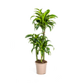 Dracaena Deremensis Dorado – Drachenbaum – Zimmerpflanze – Ø21cm – Höhe 100-120cm – Dunkelgrüne Blätter mit gelbem Rand – Pflegeleicht & dekorativ – Plant