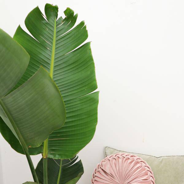 Baum – Strelitzie – Strelitzia Augusta – Weißer Paradiesvogel – Zimmerpflanze – 180cm – Ø30cm – Tropische Grünpflanze für Wohnzimmer und Büro – Plant