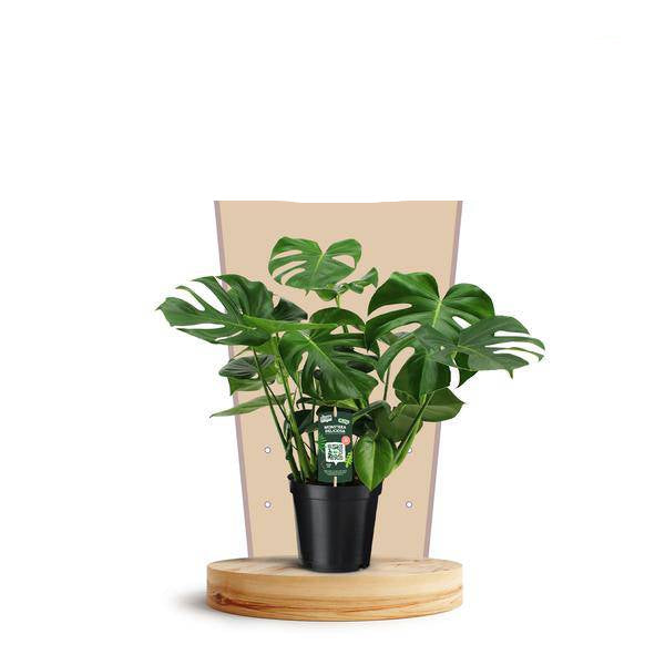 Köstliches Fensterblatt Monstera Deliciosa Zimmerpflanze Ø21cm ↕75cm – pflegeleichte Grünpflanze für Wohnzimmer, Büro & helle Standorte kaufen – Plant