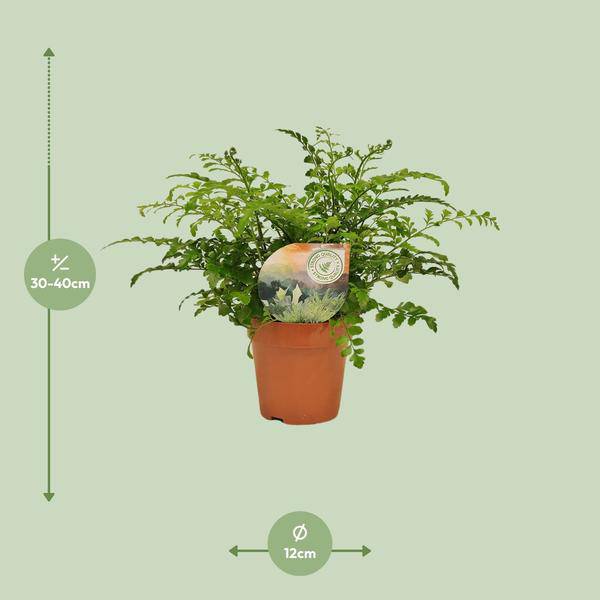 Nestfarn Asplenium Parvati Zimmerpflanze Ø12cm ↕35cm – pflegeleichte Grünpflanze für Wohnzimmer, Büro & helle Standorte kaufen – Plant