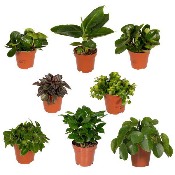 Überraschungsbox mit 8 einzigartigen Zimmerpflanzen Ø12cm ↕25cm – pflegeleichtes Pflanzen Set für Urban Jungle, Fensterbank, Wohnzimmer & Büro – Plant