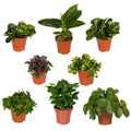 Überraschungsbox mit 8 einzigartigen Zimmerpflanzen Ø12cm ↕25cm – pflegeleichtes Pflanzen Set für Urban Jungle, Fensterbank, Wohnzimmer & Büro – Plant
