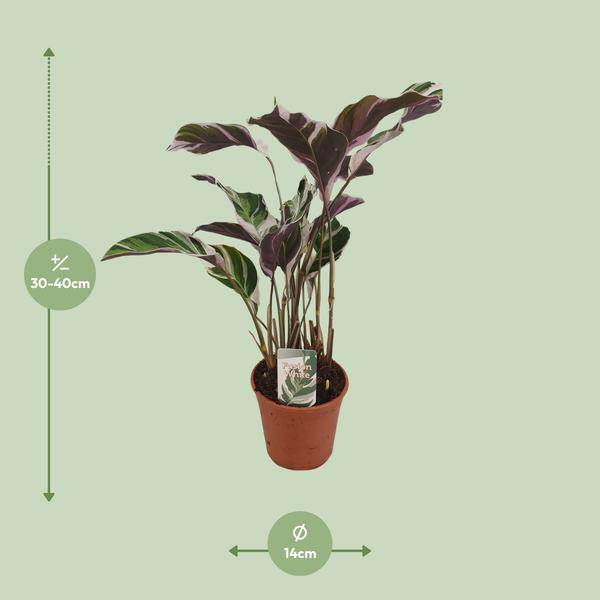 Calathea Fusion White Zimmerpflanze Ø14cm ↕40cm – pflegeleichte Grünpflanze für Wohnzimmer, Büro & helle Standorte kaufen – Plant