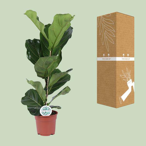 Ficus lyrata – Geigen – Feige – Zimmerpflanze – Luftreinigend – Dekorativ – Ø17cm – Höhe ca. 60cm – Pflegeleicht – Wohnzimmerpflanze – Plant