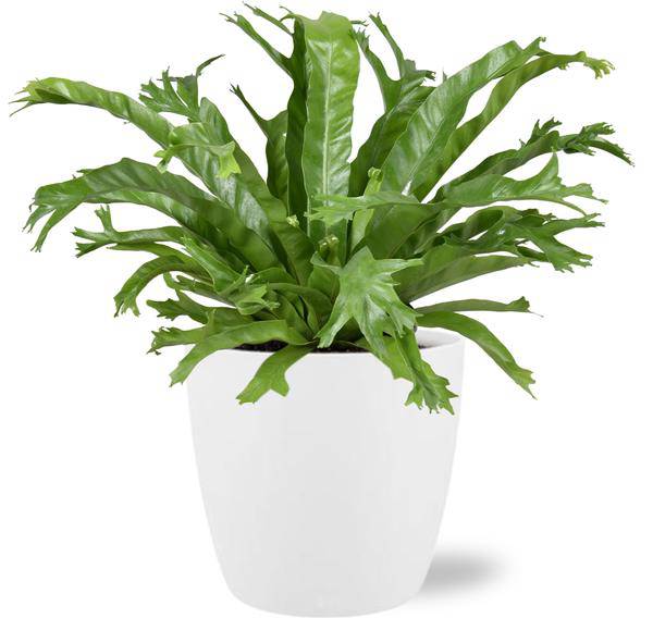 Asplenium Nidus Crissie – Nestfarn – Zimmerpflanze – 40cm hoch – Ø17cm – inkl. Übertopf – dekorativ, pflegeleicht, tropisches Grün – Plant