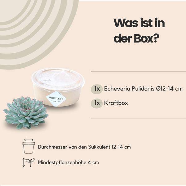 Sukkulente Echeveria pulidonis ROOTLESS Zimmerpflanze – pflegeleichte Sukkulente für Wohnzimmer, Büro & helle Standorte kaufen – Plant