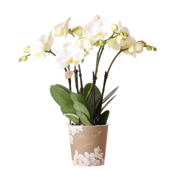 Weiße Phalaenopsis Orchidee Juwel Gent – Blühende Zimmerpflanze – Ø12cm – Elegante weiße Blüten – Perfekt für Zuhause & Büro – Plant
