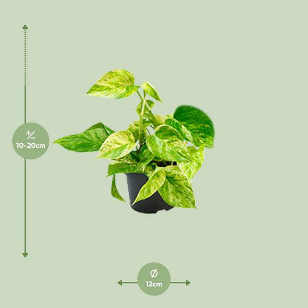 Efeutute Marble Queen – Epipremnum Scindapsus – Ø12cm x H20cm – Pflegeleichte Kletter – & Hängepflanze – Luftreinigend – Im Pflanztopf – Plant