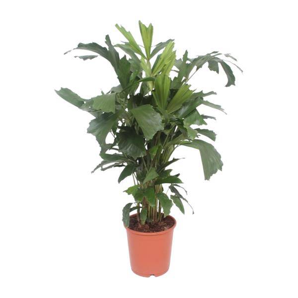 Fischschwanzpalme Zimmerpflanze Ø24cm ↕110cm – tropische Grünpflanze für Wohnzimmer, Büro & helle Standorte kaufen – Plant