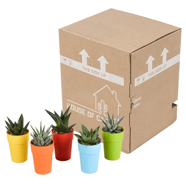 Sukkulenten Mix Gasteria & Haworthia – 5 Pflanzen – Ø5,5cm Zimmerpflanzen im Kunststofftopf mit Holzbeinen – Verschiedene Mini – Sukkulenten – Plant