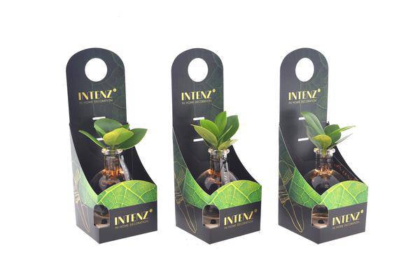 Clusia im Samoa Glas mit LED – Ø5cm x ↕10cm – Hydroponische Zimmerpflanze im Glas – stilvolle LED – Deko für Wohnzimmer, Büro & Geschenkidee – Plant