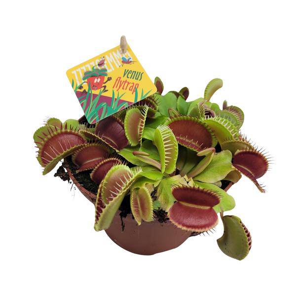 Venusfliegenfalle – Dionaea Muscipula – Fleischfressende Pflanze – Ø12cm – ↕12cm – Exotische Zimmerpflanze mit Fangblättern – Pflegeleicht & dekorativ – Plant