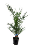Phoenix Canariensis – Kanarische Dattelpalme – Exotische Zimmer – und Kübelpflanze – Palme für Garten, Terrasse & Wohnung – Ø15cm – ↕80cm – Plant