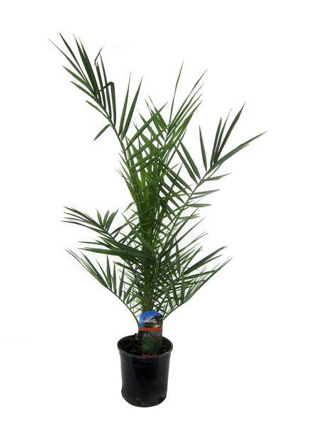 Phoenix Canariensis – Kanarische Dattelpalme – Exotische Zimmer – und Kübelpflanze – Palme für Garten, Terrasse & Wohnung – Ø15cm – ↕80cm – Plant