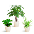Tierfreundliches Pflanzset – Ungiftige Zimmerpflanzen für Katzen & Hunde – 3 Pflanzen Ø12cm – Inkl. Viber Weiß Topf – Plant