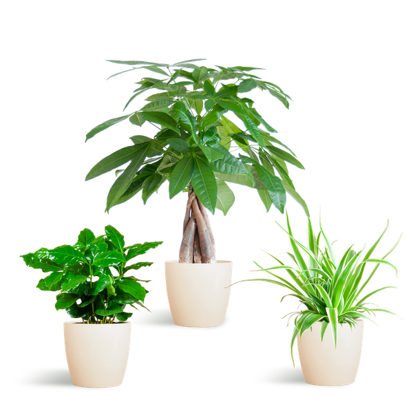 Tierfreundliches Pflanzset – Ungiftige Zimmerpflanzen für Katzen & Hunde – 3 Pflanzen Ø12cm – Inkl. Viber Weiß Topf – Plant