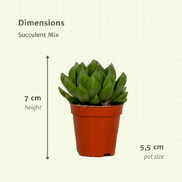 Sukkulenten Mix – Verschiedene Arten – Aloe Vera, Echeveria, Kalanchoe, Sedum – Zimmerpflanzen im Topf – Ø5,5cm – ↕7cm – Plant