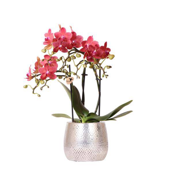 Phalaenopsis Orchidee Rot – Congo – Mit Elite Topf Silber – Ø9cm – Höhe ca. 40cm – Blühende Zimmerpflanze mit 2-3 Zweigen – Plant
