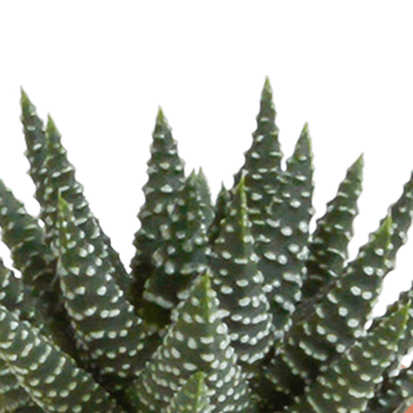 Kakteen und Sukkulenten Mix – 15 Pflanzen – Ø5,5cm Zimmerpflanzen – Verschiedene Arten wie Cereus, Echeveria, Haworthia & Crassula – Plant