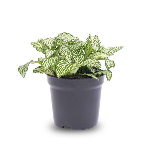 Mosaikpflanze Fittonia White Weißer Tiger Zimmerpflanze Ø8cm – pflegeleichte Grünpflanze für Wohnzimmer, Büro & helle Standorte kaufen – Plant