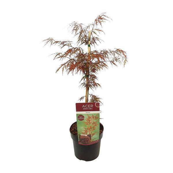 Fächerahorn Acer palmatum 'Granat' Gartenpflanze Ø19cm ↕40cm – winterharte Pflanze für Garten, Balkon, Terrasse, Kübel & Beet online kaufen – Plant