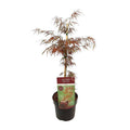 Fächerahorn Acer palmatum 'Granat' Gartenpflanze Ø19cm ↕40cm – winterharte Pflanze für Garten, Balkon, Terrasse, Kübel & Beet online kaufen – Plant
