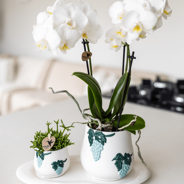Wolkenteller Ovales Tablett – Weiß – Ø30cm – Dekotablett aus Metall für Orchideen, Pflanzensets & Wohnaccessoires – Modernes Deko – Plant