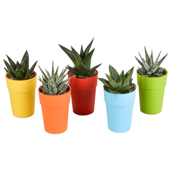 Sukkulenten Mix Gasteria & Haworthia – 5 Pflanzen – Ø5,5cm Zimmerpflanzen im Kunststofftopf mit Holzbeinen – Verschiedene Mini – Sukkulenten – Plant