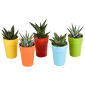 Sukkulenten Mix Gasteria & Haworthia – 5 Pflanzen – Ø5,5cm Zimmerpflanzen im Kunststofftopf mit Holzbeinen – Verschiedene Mini – Sukkulenten – Plant