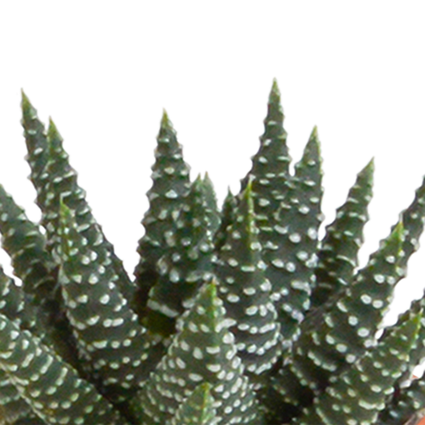 Sukkulenten & Kakteen Mix – 15 Pflanzen Ø5,5cm Zimmerpflanzen im weißen Glas – Verschiedene Mini – Sukkulenten & Kakteen – Plant